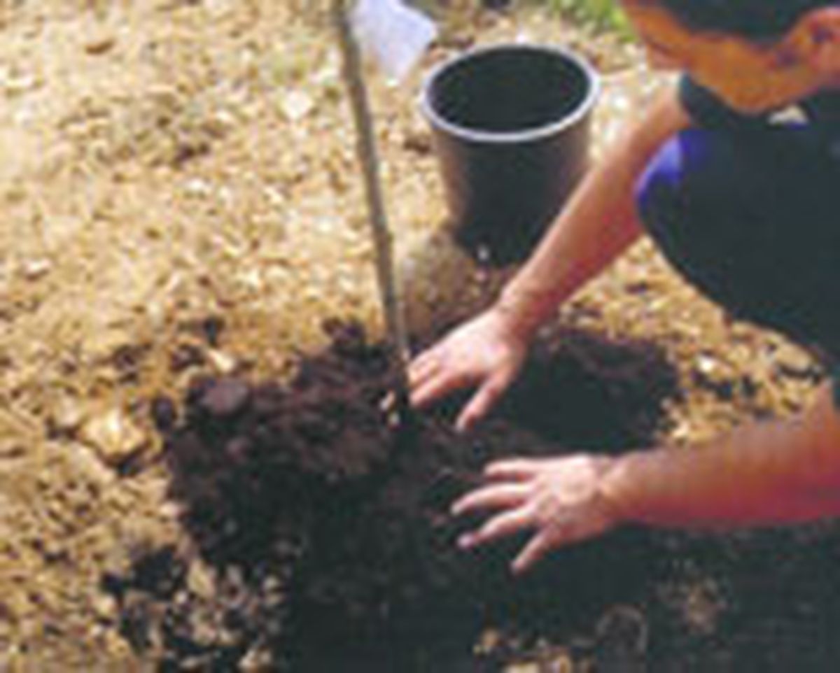 parterre arbustos follaje gris 3