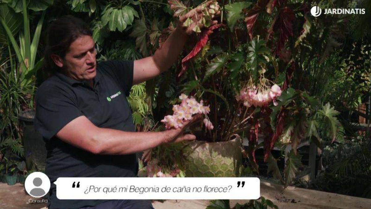 La floración de las begonias de caña es muy elegante