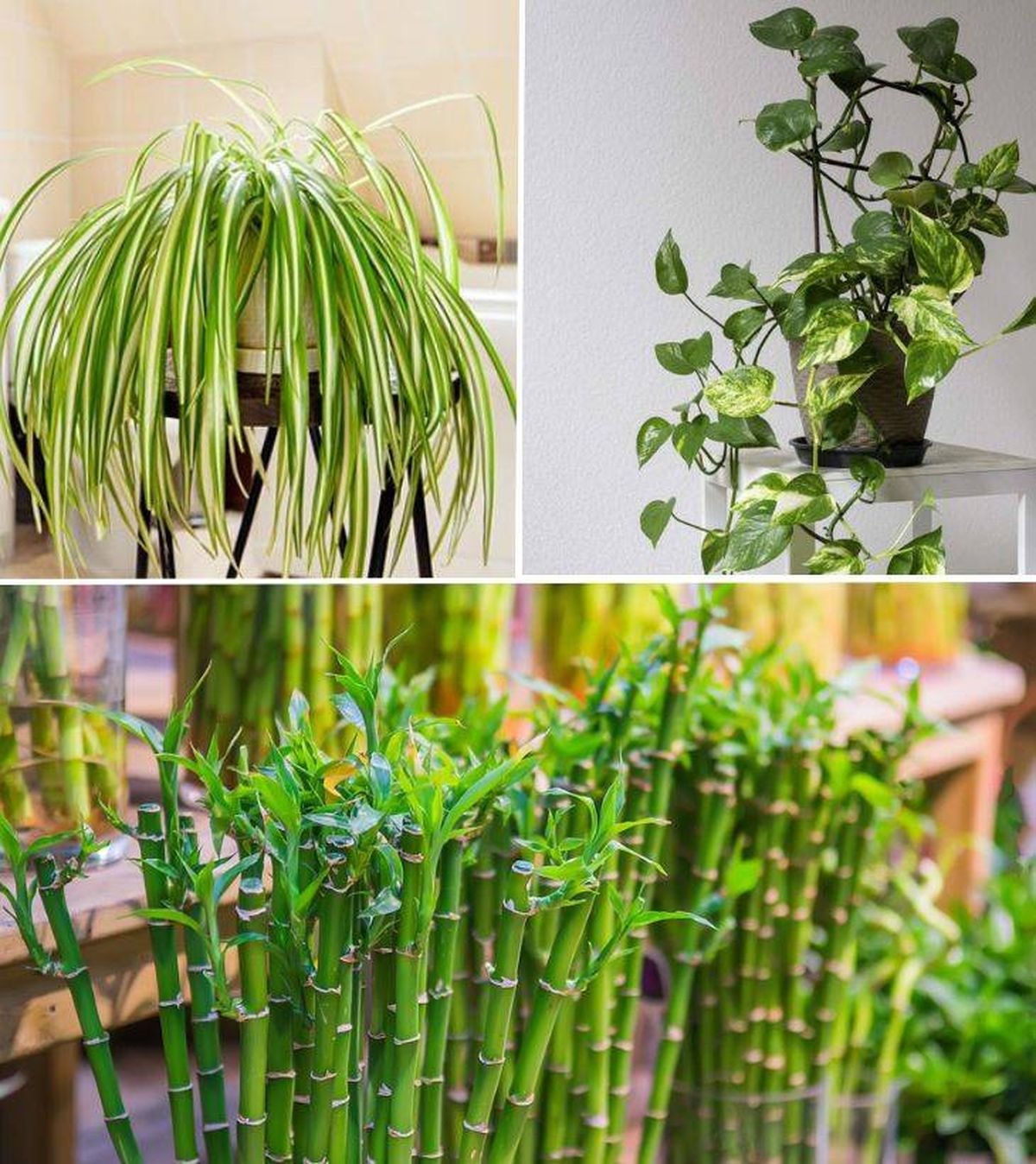 planta para principiantes cinta poto bambu de la suerte