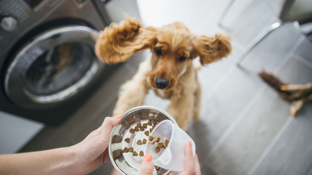 tu perro tiene sobrepeso