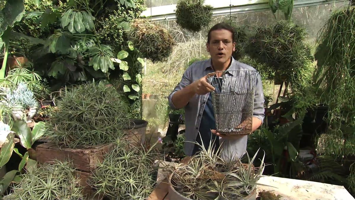 Deco729 jardineria claveles aire recipiente