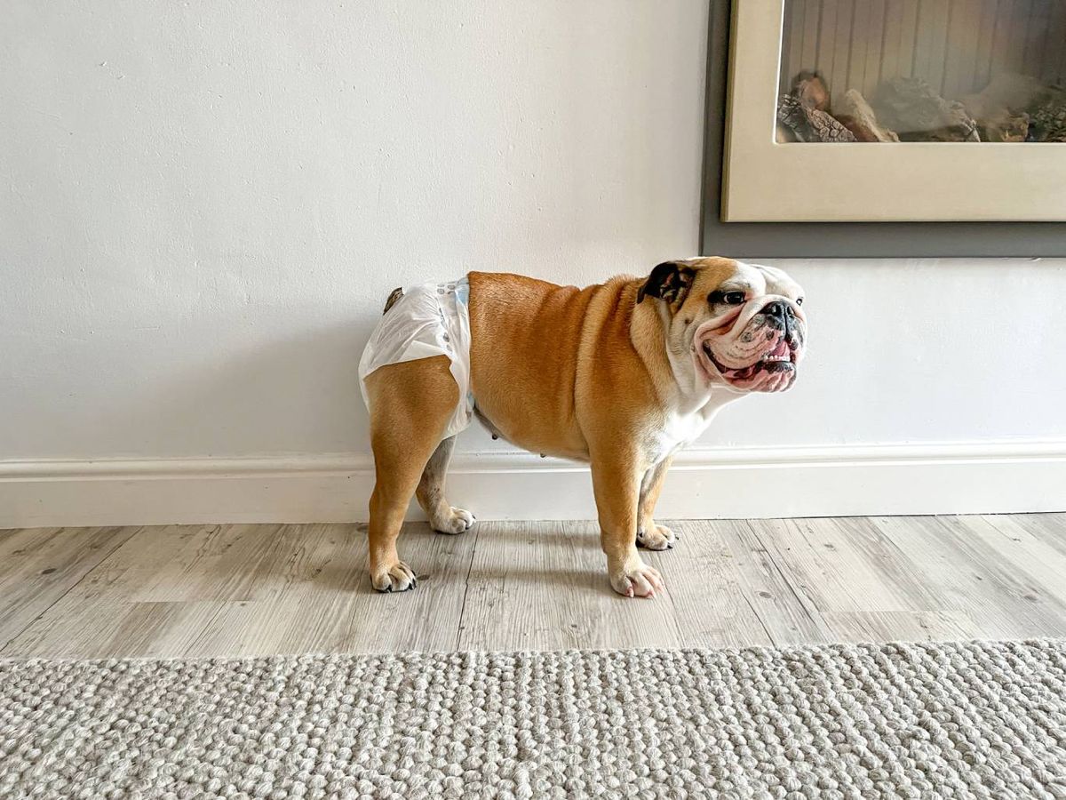 La incontinencia es un síntoma frecuente de la demencia en perros.