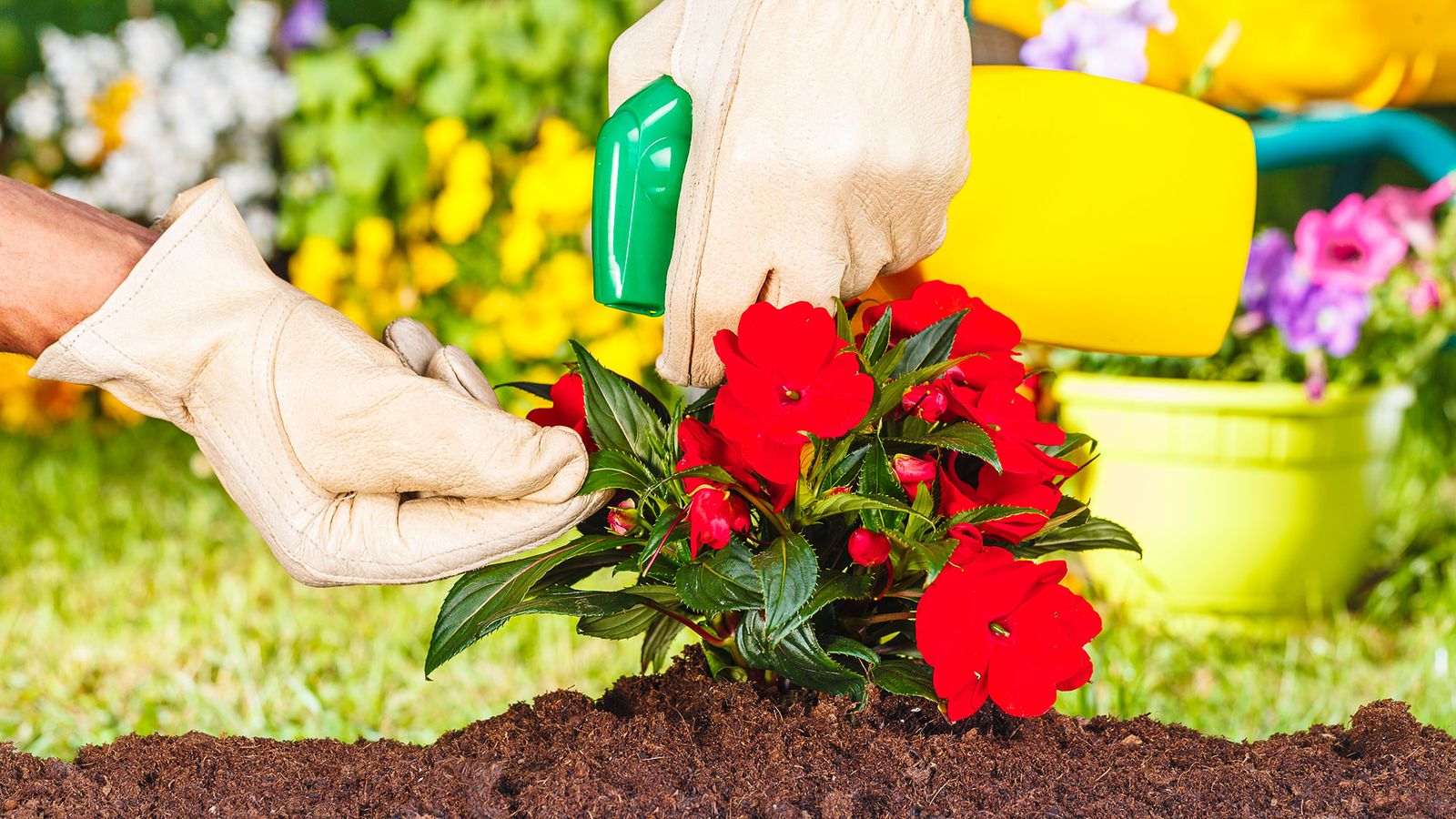 jardineria 433 como evitar plagas en las plantas