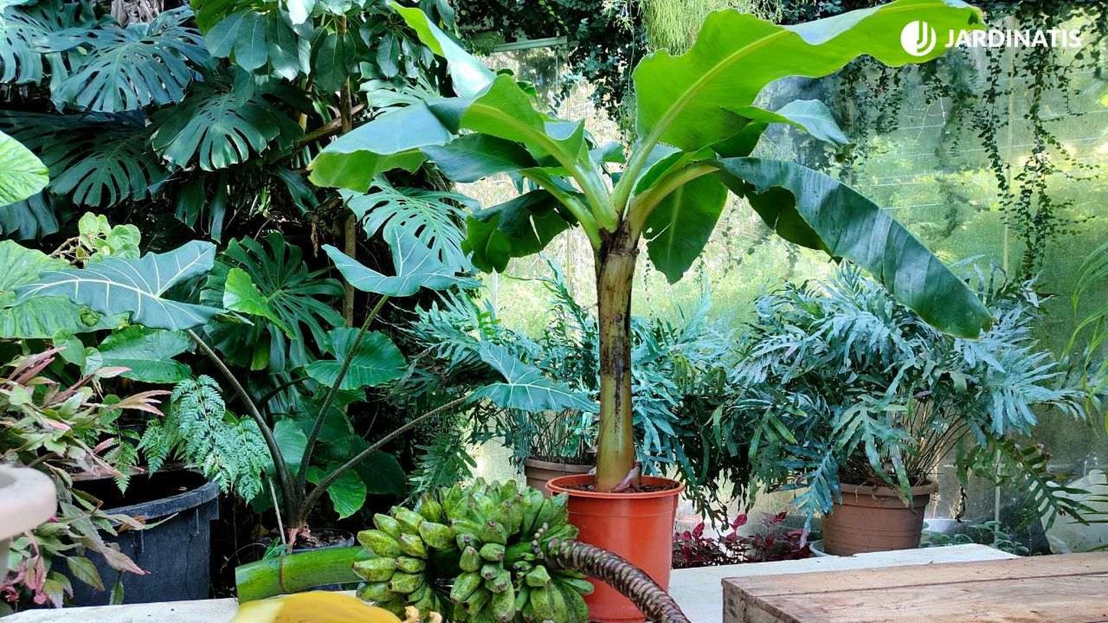 platanera en maceta jardinatis 23 45