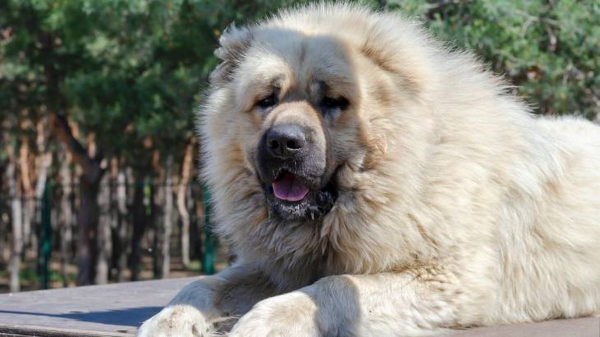 En Pastor del Caúcaso es una mascota perfecta para familias activas