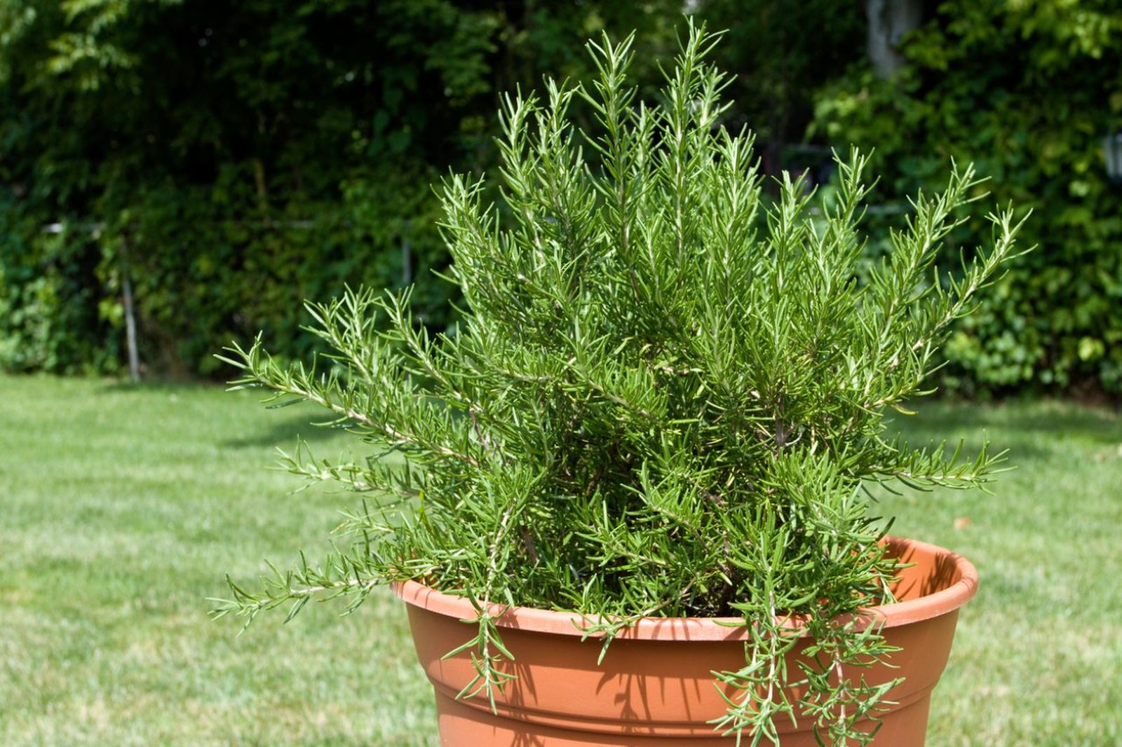 Salvia rosmarinus en maceta