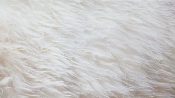 animales albinos 2