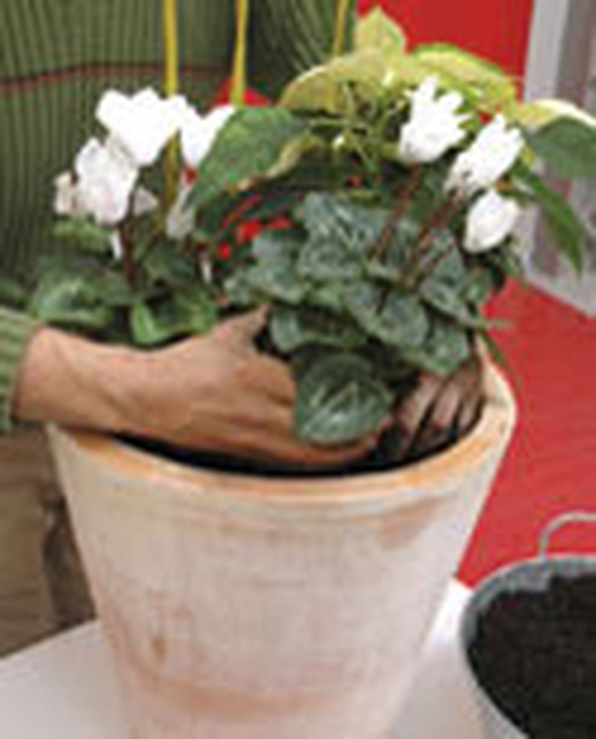 73204 flor pascua p03