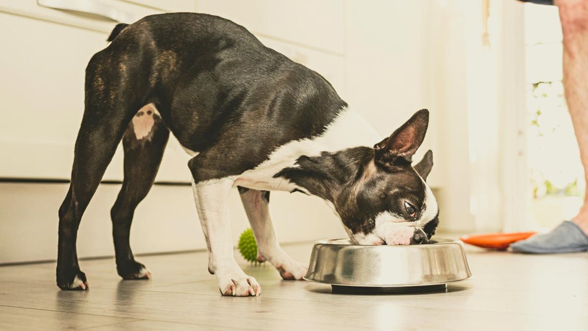 beneficios alimentacion natural perros 5