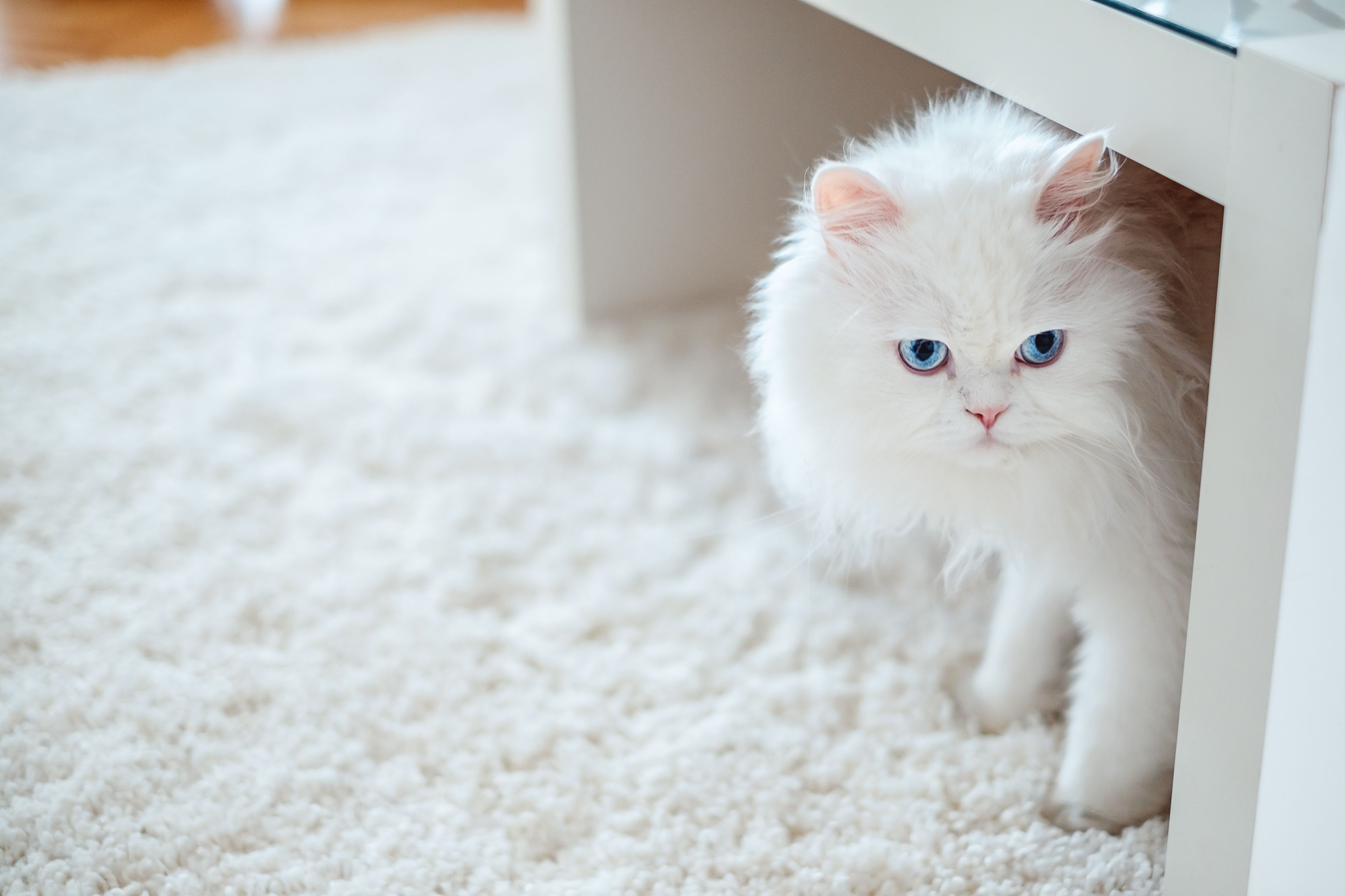 gato blanco persa