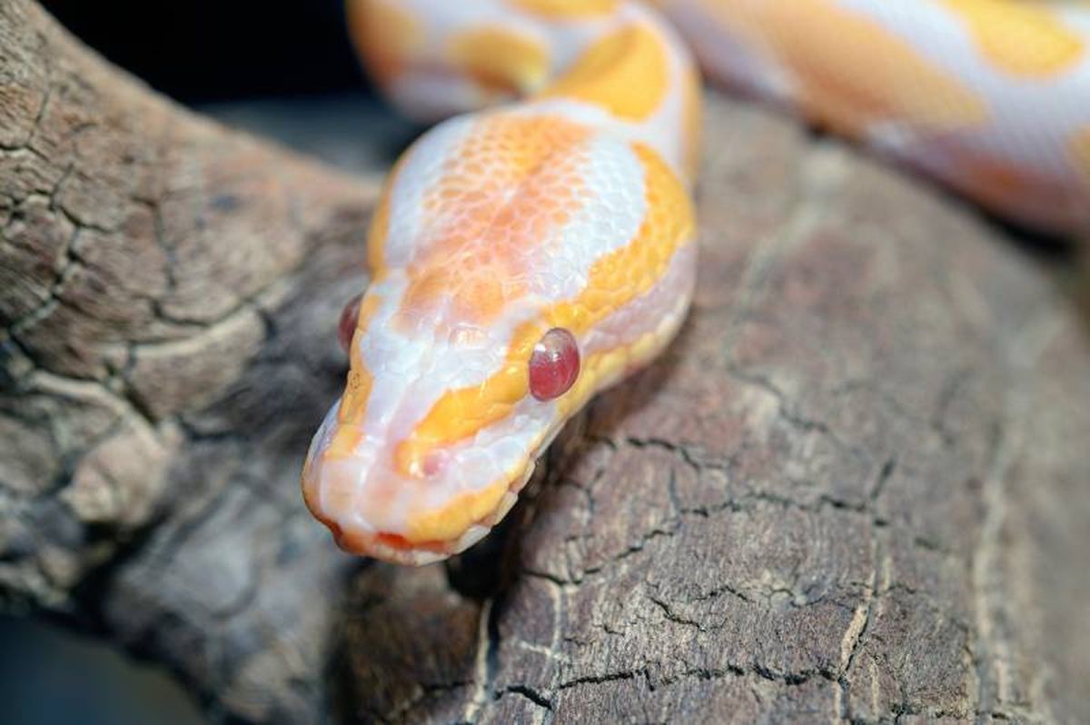 La melanina es una molécula natural que es sintetizada por todos los organismos.