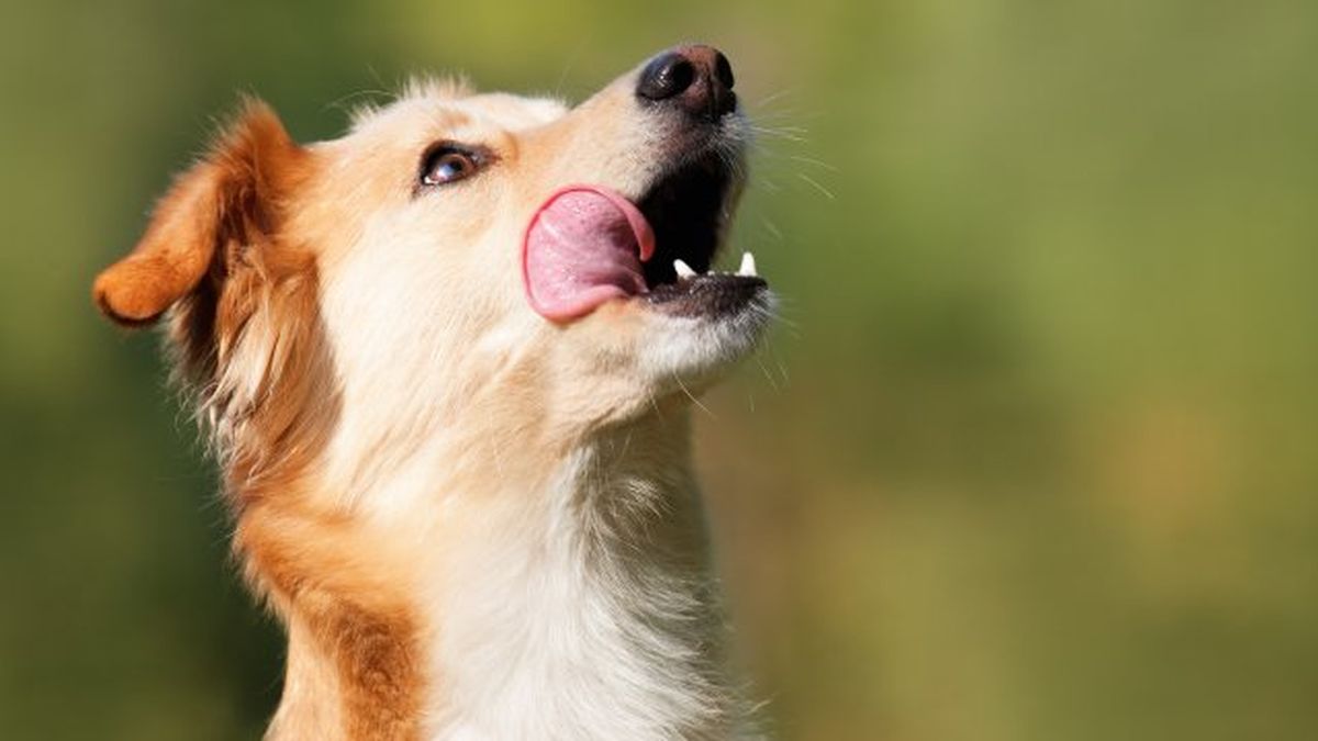 por que lamen los perros 1