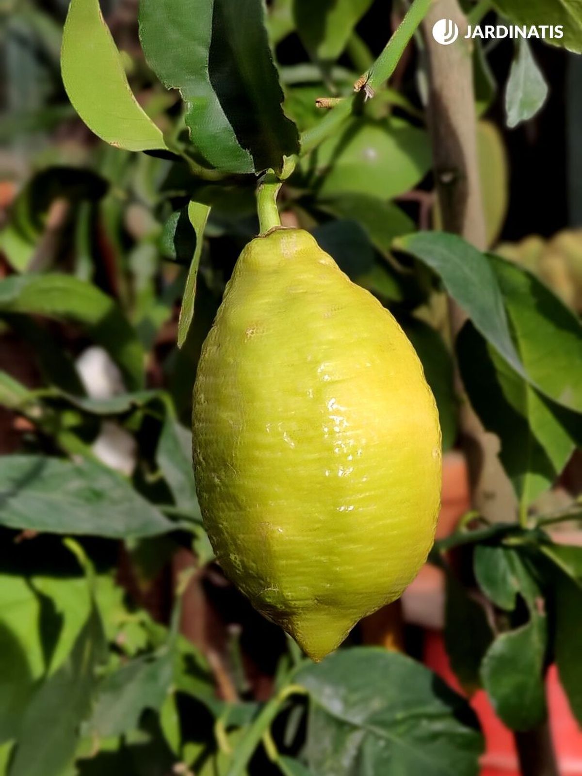 limon fruto arbol limonero jardinatis 23 32