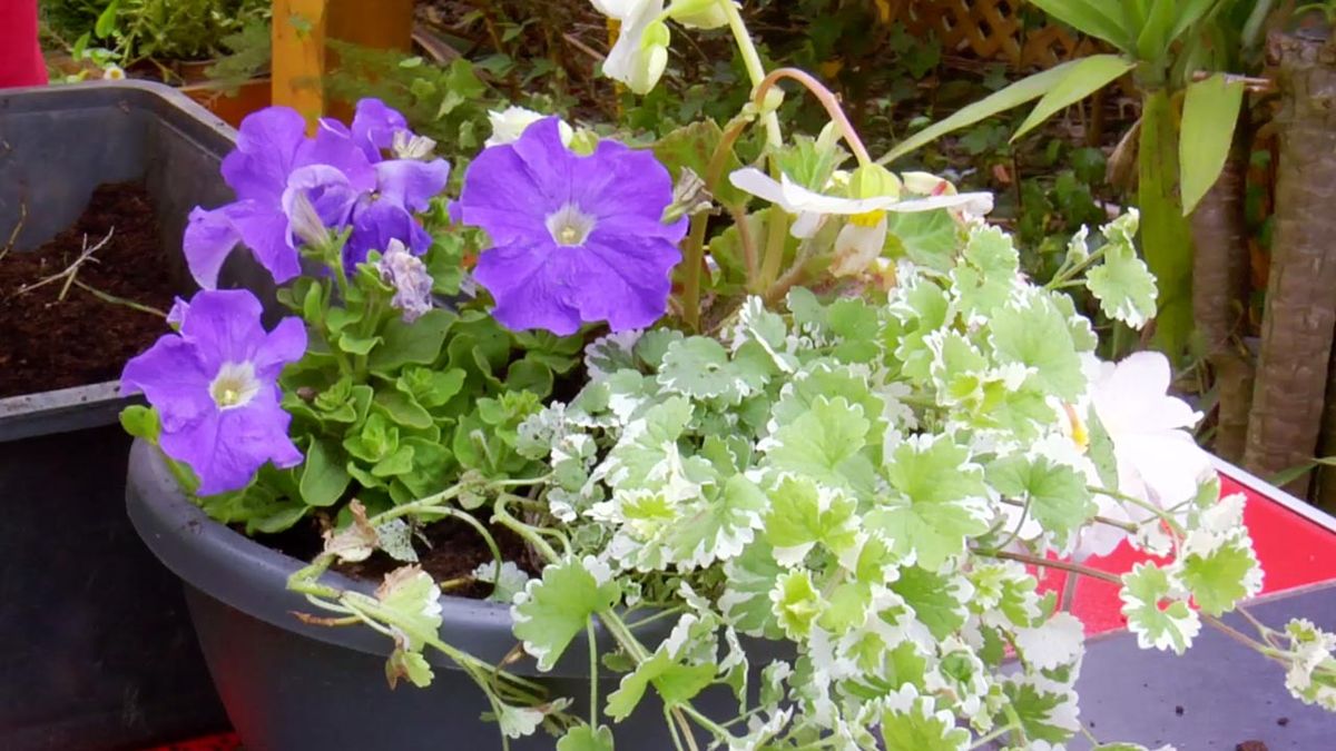 brico 794 jardin plantas colgantes verano petunia