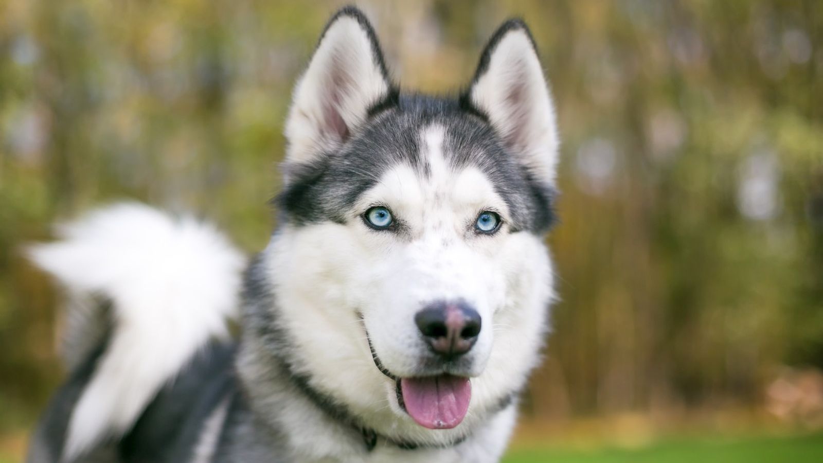 husky siberiano