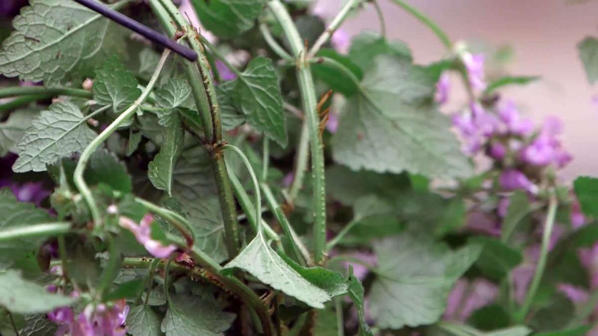 brico 0961 3 glecoma lamium lamium raices