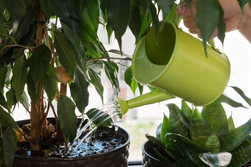 No te excedas con el riego de las plantas.