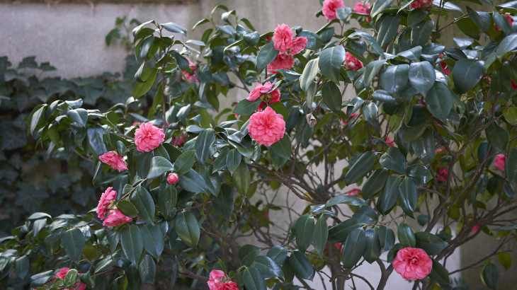 camelia sombra semisombra
