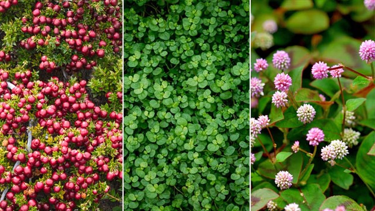 Pernetia soleirolia soleirolii polygonum capitata