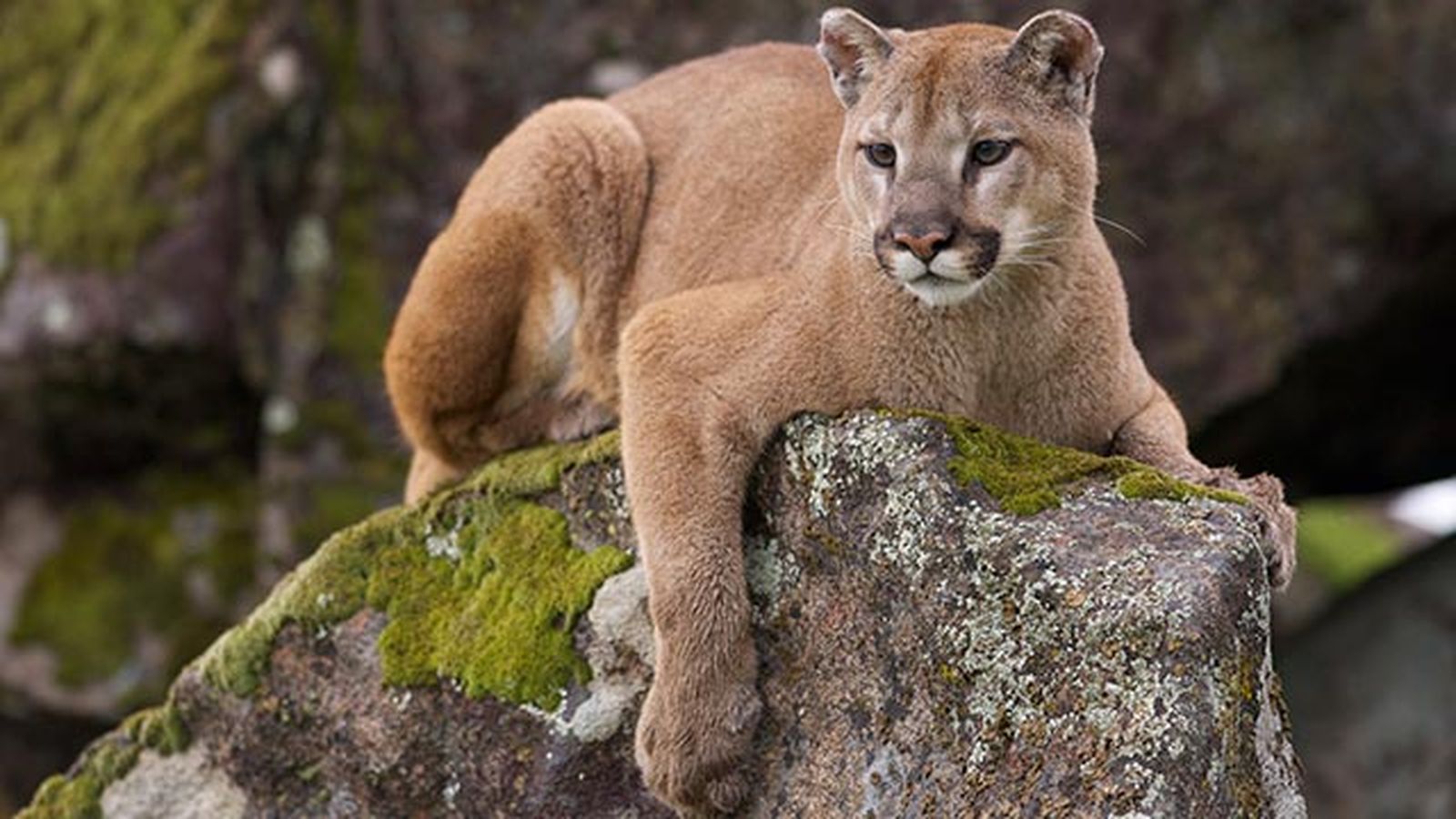 puma leon americano 1 vigilando piedra