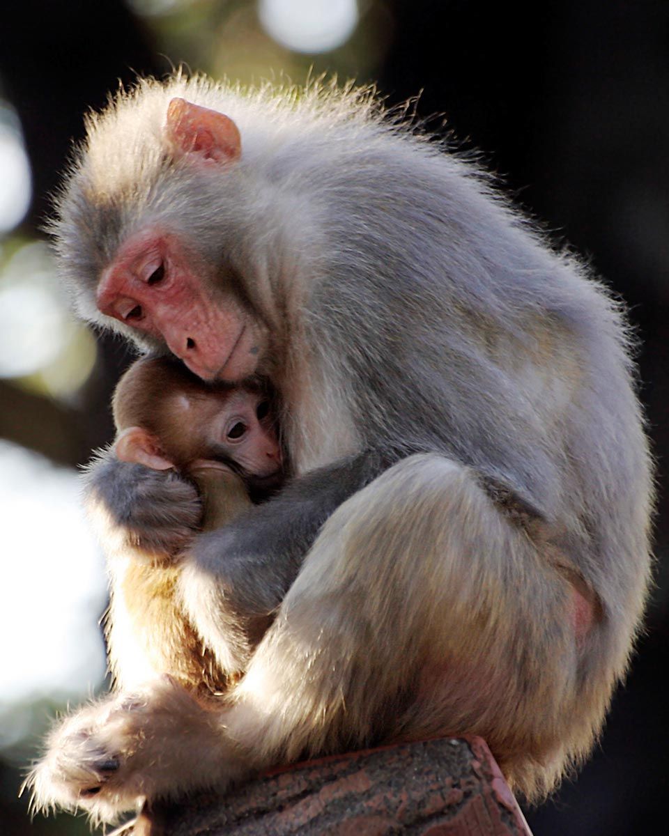 madres reino animal mona