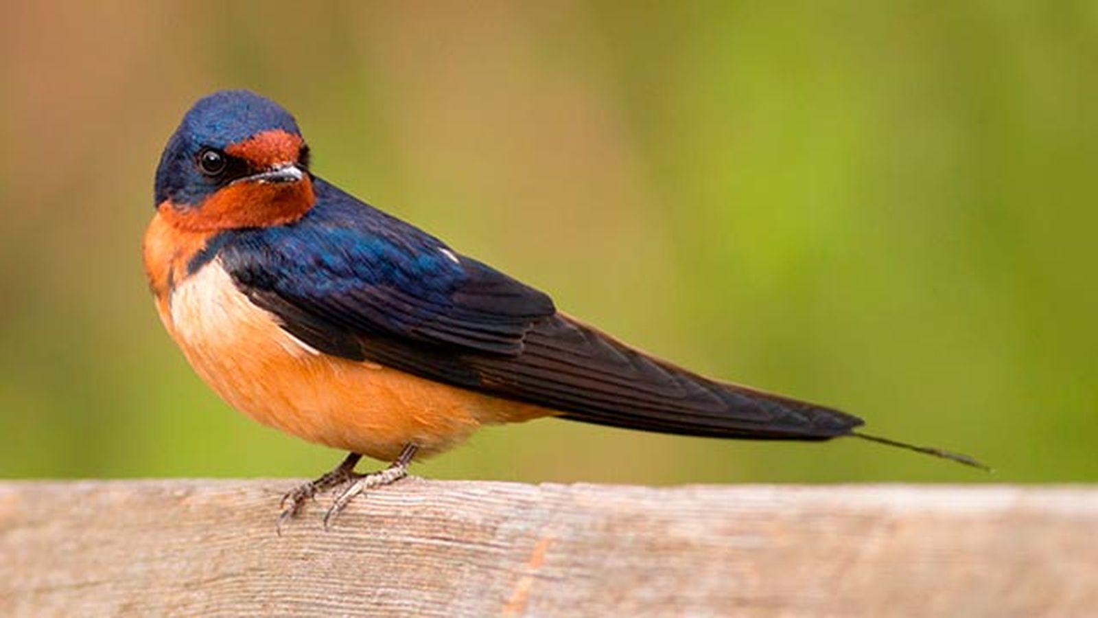 aves migratorias 1