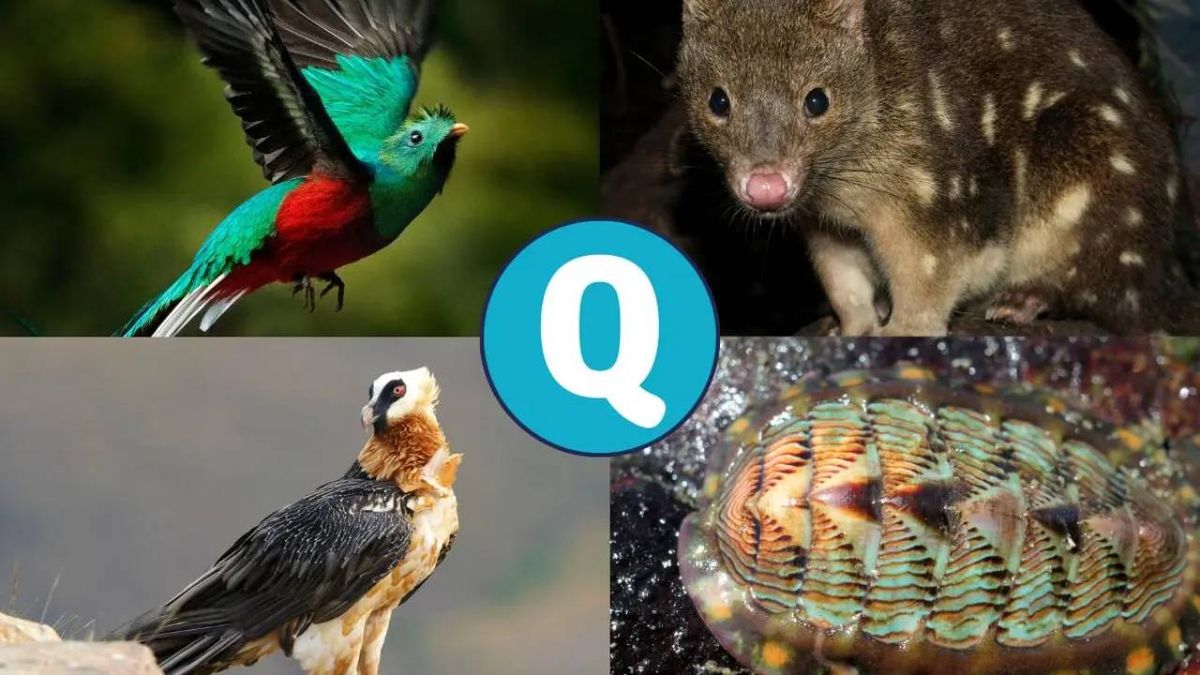 animales que empiezan por q (1)