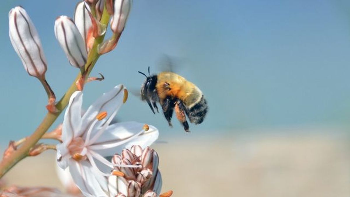 abejas mutualismo tipo de simbiosis