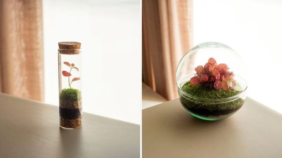 terrario jardin eterno omotesandoplants