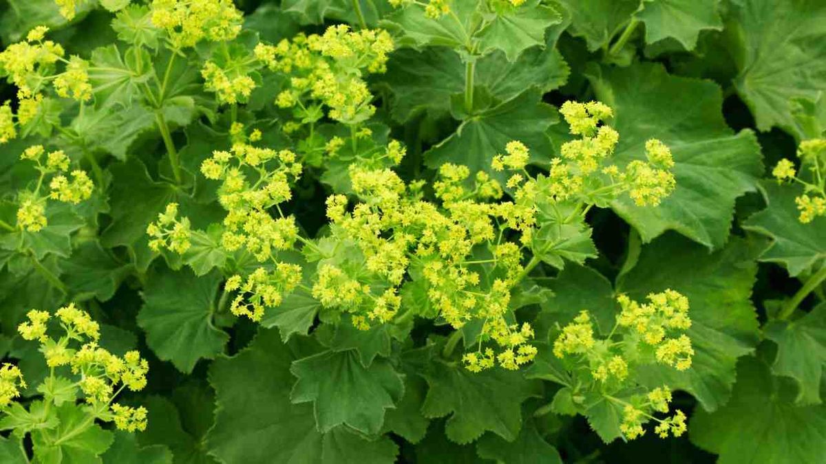 alchemilla vulgaris diente leon