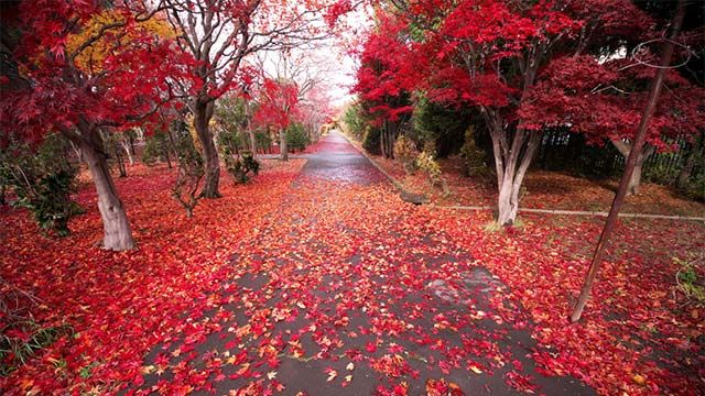 Momiji japon otono