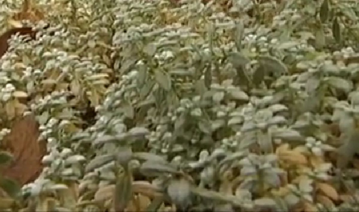 Cerastium tomentosum