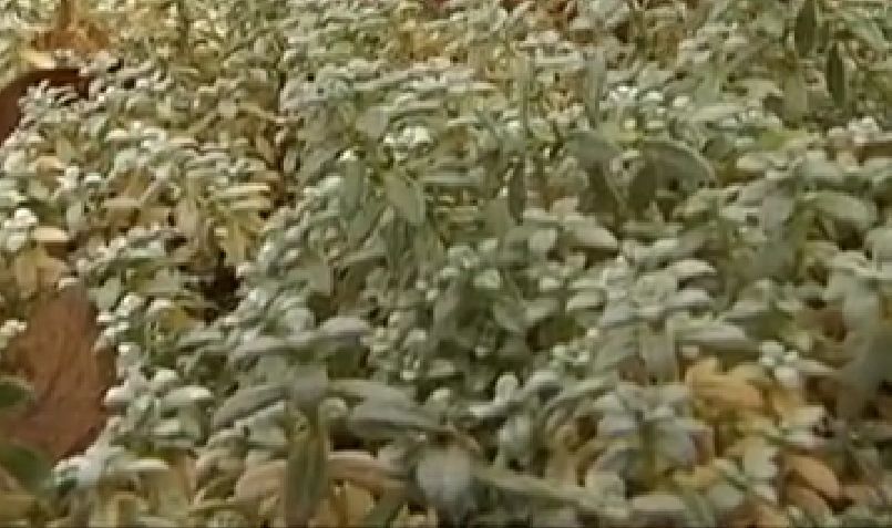 Cerastium tomentosum
