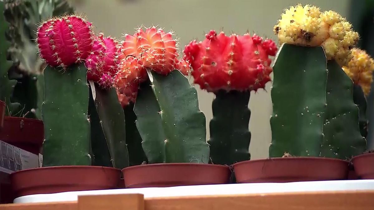 deco 565 plantas en miniatura cactus injertados
