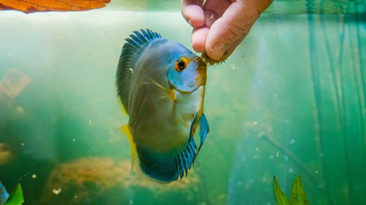 como duermen los peces 4