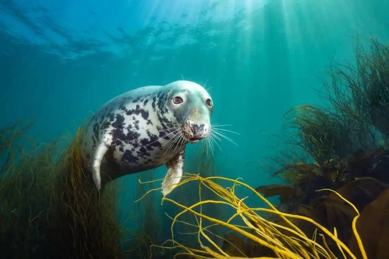 Foca curiosa.
