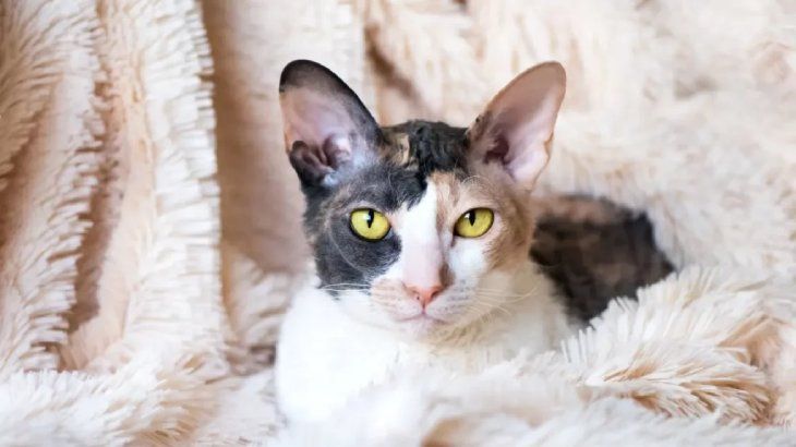 gatos hipoalergenicos cornish rex