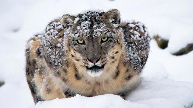 leopardo nieves 2
