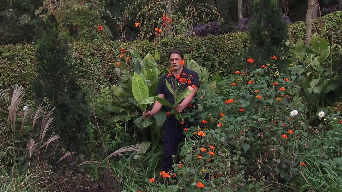 deco 753 jardin girasol mexicano canna