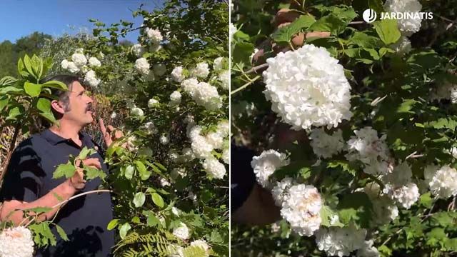 Viburnum opulus sterile jardinatis 22 18