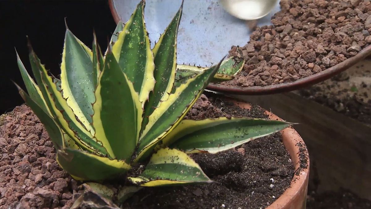 deco 767 hijuelo de agave