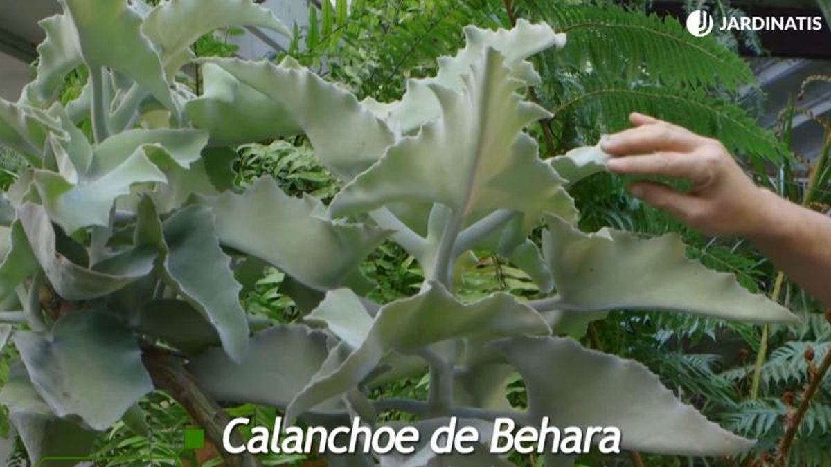 Kalanchoe beharensis.