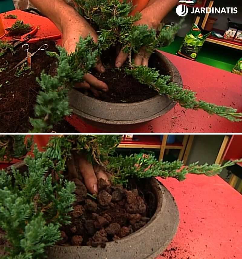 plantar bonsái