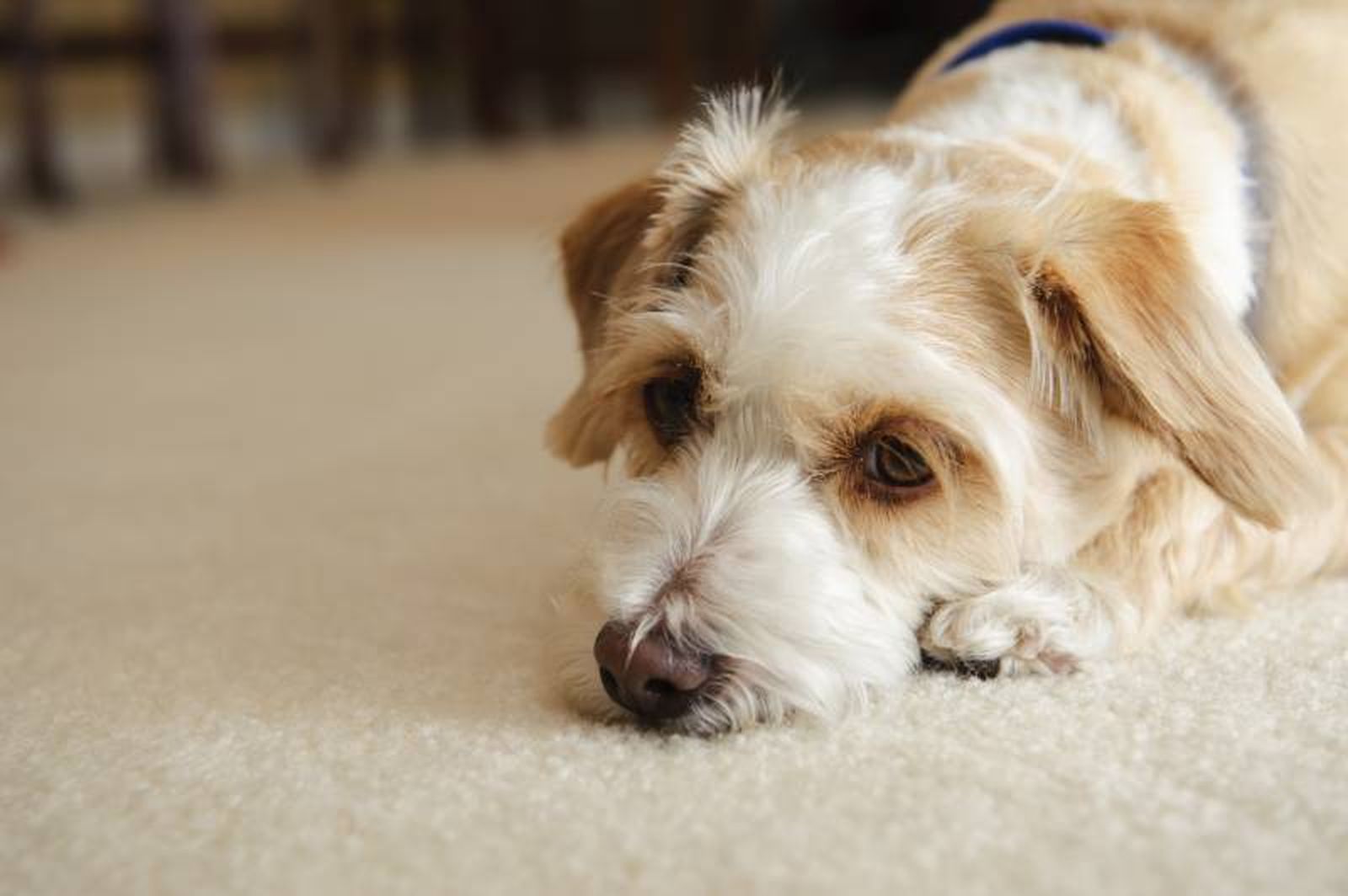 Los perros, gatos y otros animales de compañía son muy perceptivos a las emociones humanas.