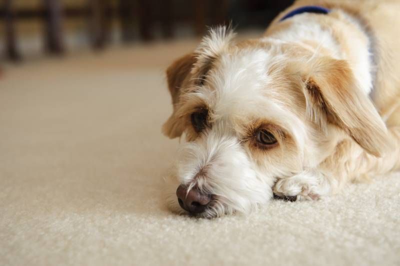 Los perros, gatos y otros animales de compañía son muy perceptivos a las emociones humanas.