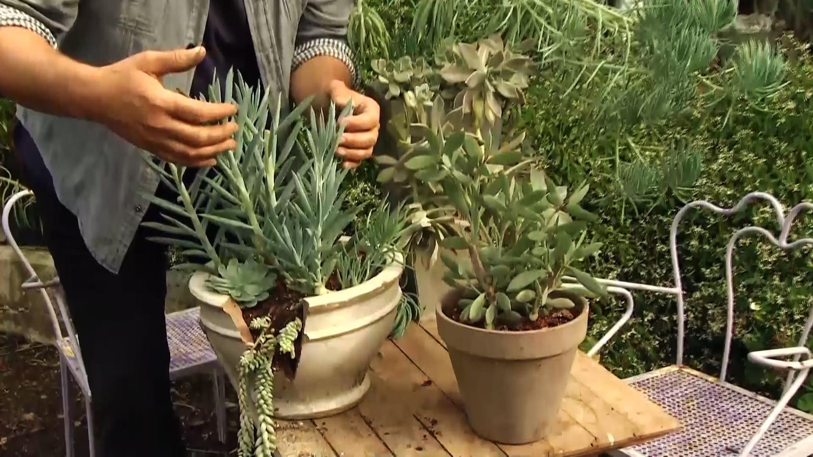 deco711 jardineria plantas hojas grises xl