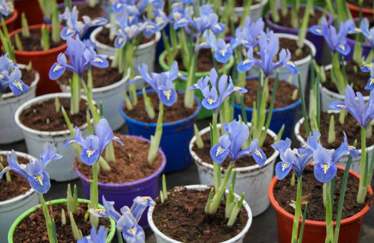 Iris reticulata en tiestos