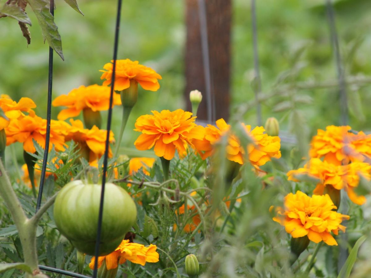 Los tagetes repelen los caracoles en las plantas de tomate.