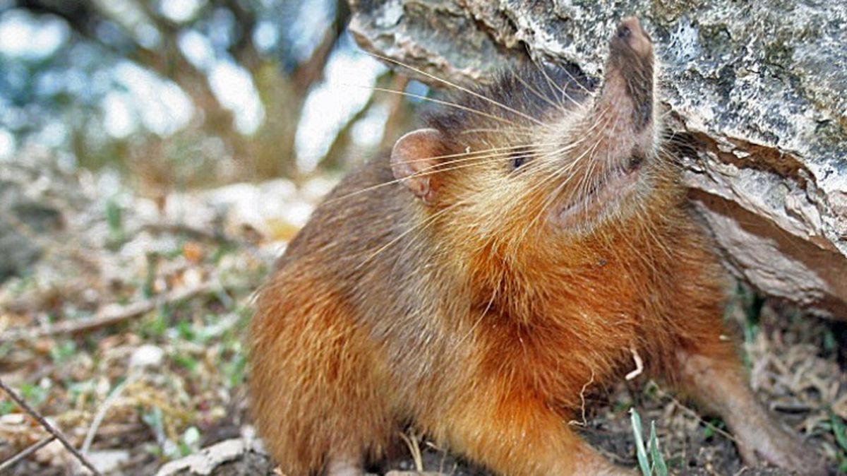 mamiferos venenosos solenodonte