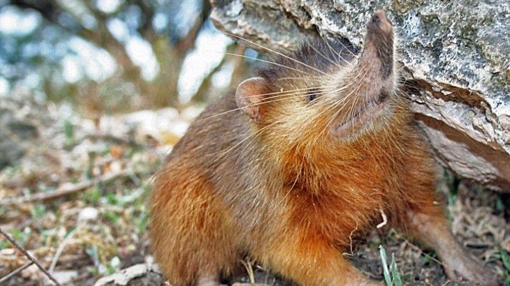mamiferos venenosos solenodonte